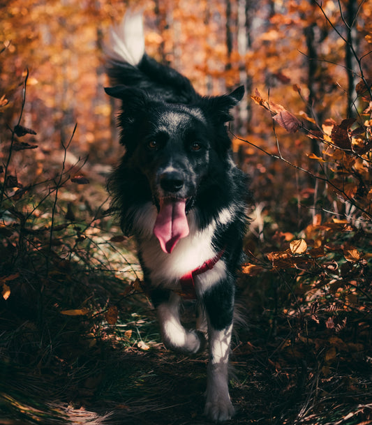 Black Dog Running Through Trees Changing Autumn Colors