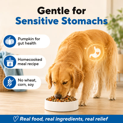 Dave's Bland Chicken & Rice Pouch Recipe for Dogs / 10-pack / 9 oz
