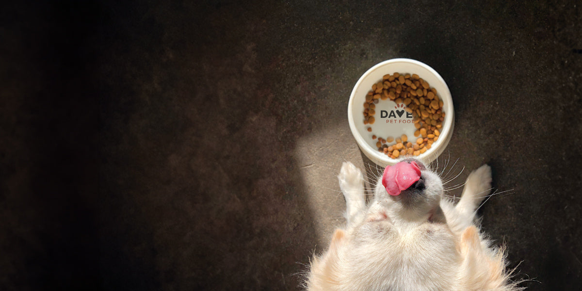 Collapsible Dog Bowl Large Affordable High Quality Dog Cat Food